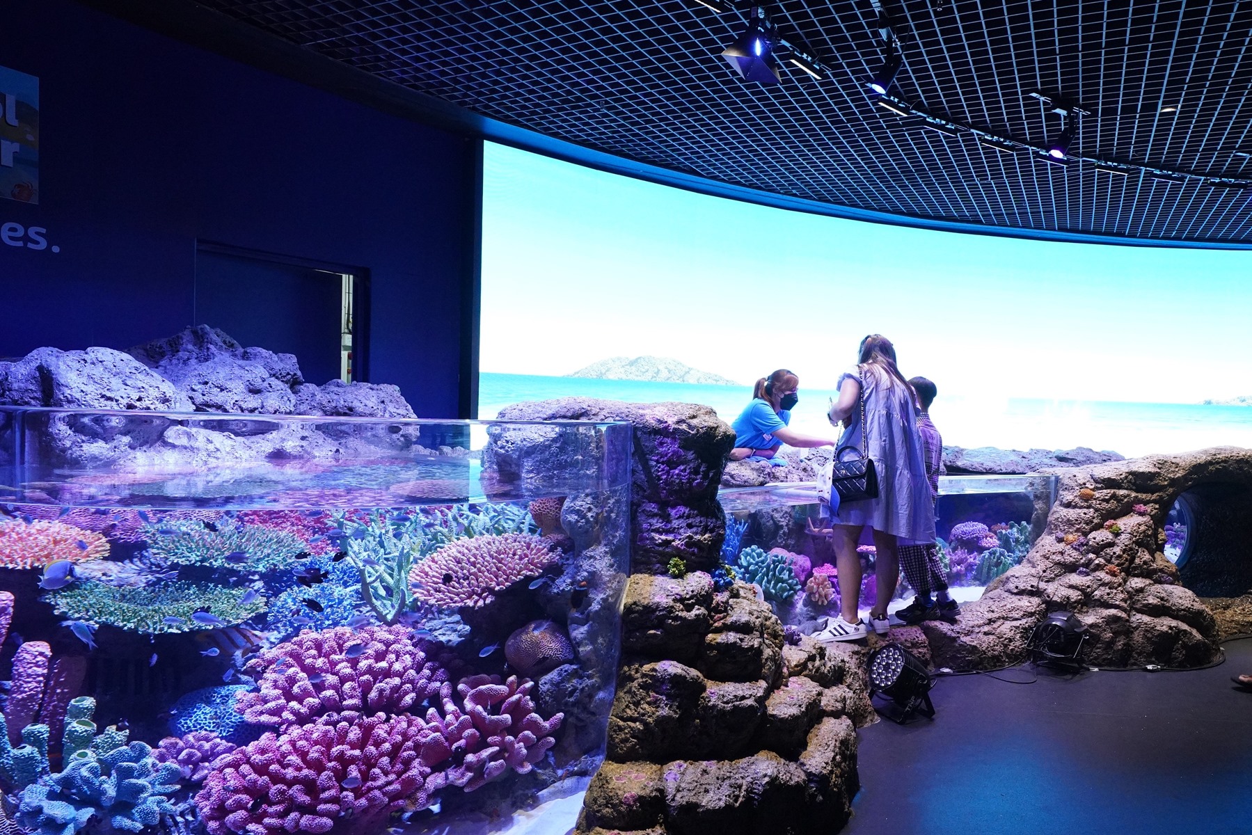 SEALIFE Rock Pool Explorer แนวปะการังหลากสี Colorful Coral Reefs 16